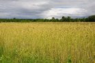 Saaremaa