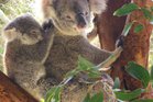 Austraalia - Uus Meremaa